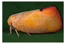 FLOW planthopper fulgoroidea fulgoromorpha insect